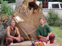 Abattage d'un chene sur pau en 2005 par forest