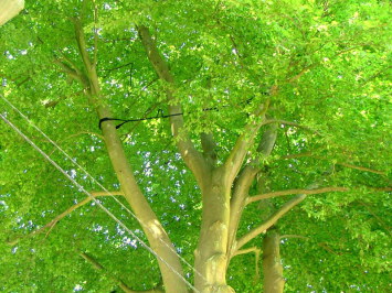 haubanage de platane