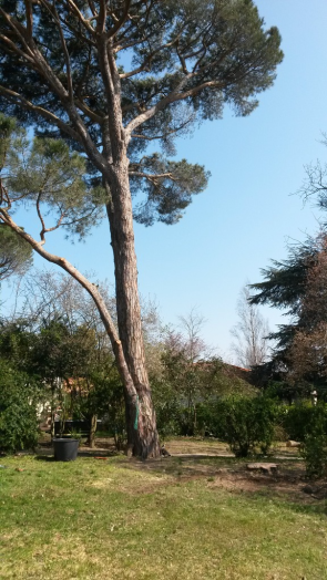 Abattage-démontage-peuplier-Forest élagage-Toulouse