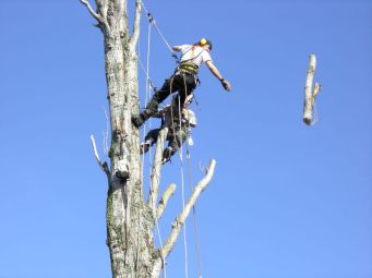 démontage de séquoia sur lardenne