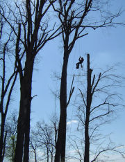 elagage-demontage pour liberer un arbre